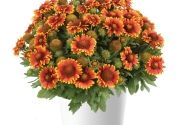 Gaillardia aristata Gusto Sweet Chili