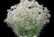 Gypsophila paniculata Festival White