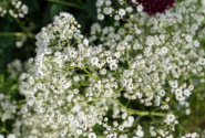 Gypsophila paniculata Festival White