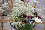 Gypsophila paniculata Festival White