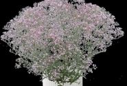 Gypsophila paniculata Festival Pink Lady