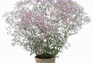 Gypsophila paniculata Festival Pink Lady