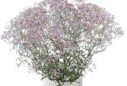 Gypsophila paniculata Festival Pink Lady
