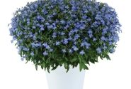 Lobelia erinus Glow Electric Blue (12 cm)