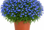 Lobelia erinus Glow Electric Blue (12 cm)
