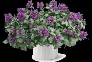Lamium maculatum Lami Dark Purple