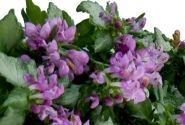 Lamium maculatum Lami Dark Purple