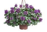 Lamium maculatum Lami Dark Purple