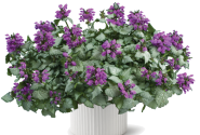 Lamium maculatum Lami Dark Purple