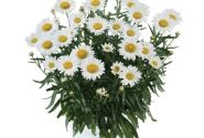 Leucanthemum superbum Lucille Chic