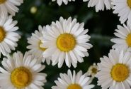 Leucanthemum superbum Lucille Chic