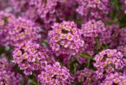 Lobularia maritima Stream Raspberry Imp.