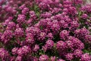 Lobularia maritima Stream Raspberry Imp.
