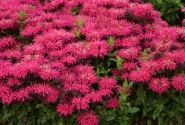 Monarda didyma Leading Lady Razzberry