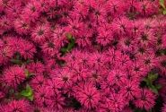 Monarda didyma Leading Lady Razzberry