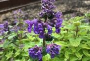 Nepeta faassenii Nova Blue