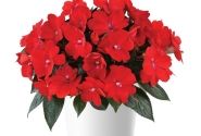 Impatiens Neu-Guinea Sol Luna Red