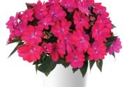 Impatiens Neu-Guinea Sol Luna Electronic Pink