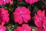 Impatiens Neu-Guinea Sol Luna Electronic Pink