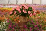 Impatiens Neu-Guinea Sol-Luna Prime Light Salmon