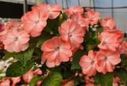 Impatiens Neu-Guinea Sol Luna Prime Light Salmon