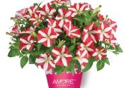 Petunia atkinsiana Amore King of Hearts (Cherry) (12 cm)