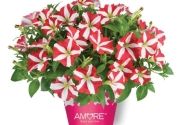 Petunia atkinsiana Amore King of Hearts (Cherry) (12 cm)