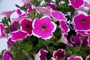 Petunia atkinsiana Capella Rim Fuchsia