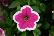 Petunia atkinsiana Capella Rim Fuchsia