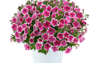 Petunia atkinsiana Capella Rim Fuchsia