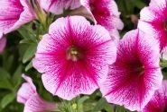 Petunia atkinsiana Capella Fuchsia Lace