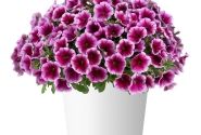 Petunia atkinsiana Capella Fuchsia Lace