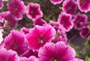Petunia atkinsiana Capella Fuchsia Lace