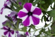 Petunia atkinsiana Capella Magenta Diamond
