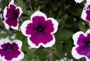 Petunia atkinsiana Capella Rim Raspberry