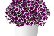 Petunia atkinsiana Capella Rim Raspberry