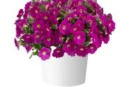Petunia atkinsiana Cascadias Rose (12 cm)