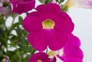 Petunia atkinsiana Cascadias Rose (12 cm)