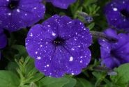 Petunia atkinsiana Splash Dance Bolero Blue