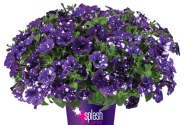 Petunia atkinsiana Splash Dance Bolero Blue