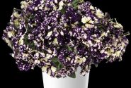 Petunia atkinsiana Splash Dance Violet Vogue