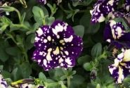 Petunia atkinsiana Splash Dance Violet Vogue
