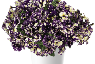 Petunia atkinsiana Splash Dance Violet Vogue