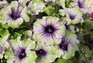 Petunia atkinsiana Amazonas Plum Cockatoo