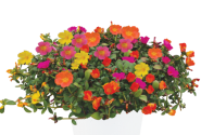 Portulaca oleracea Mixis Pazzaz Party Pazzaz