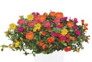 Portulaca oleracea Mixis Pazzaz Party Pazzaz