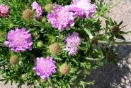 Scabiosa columbaria Pink Mist