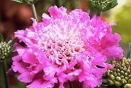 Scabiosa columbaria Pink Mist