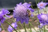 Scabiosa columbaria Nova Dew Drops