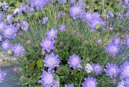 Scabiosa columbaria Nova Dew Drops